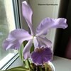 Cattleya Whitei var. coerulea (cattleya schilleriana X cattleya warneri)